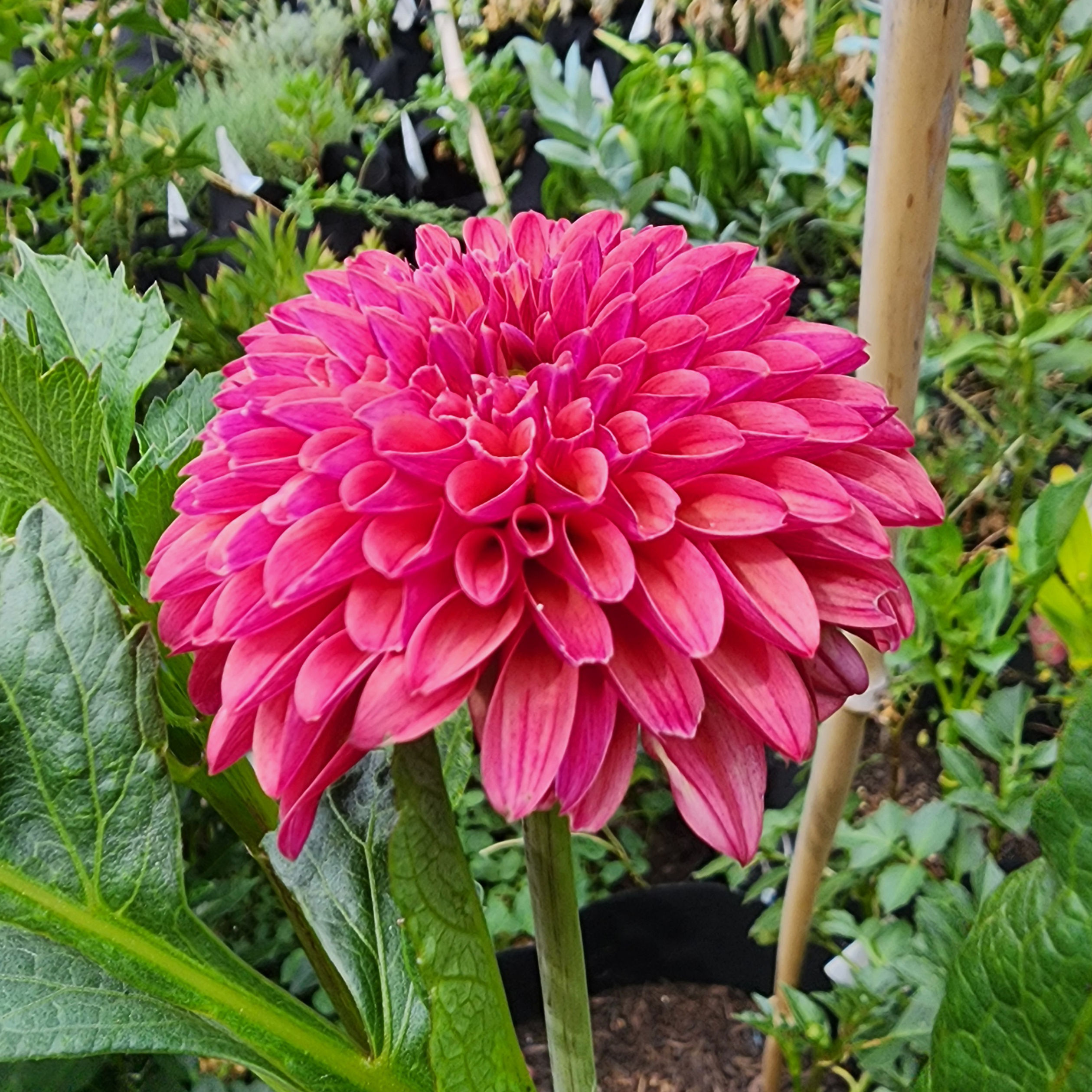 SC-KECY Keltie Cherry