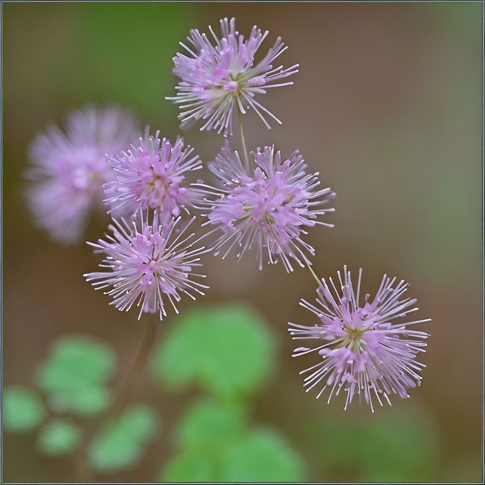 THALICTRUM PUBESCENS.jpg
