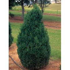 BUXUS SHERIDAN