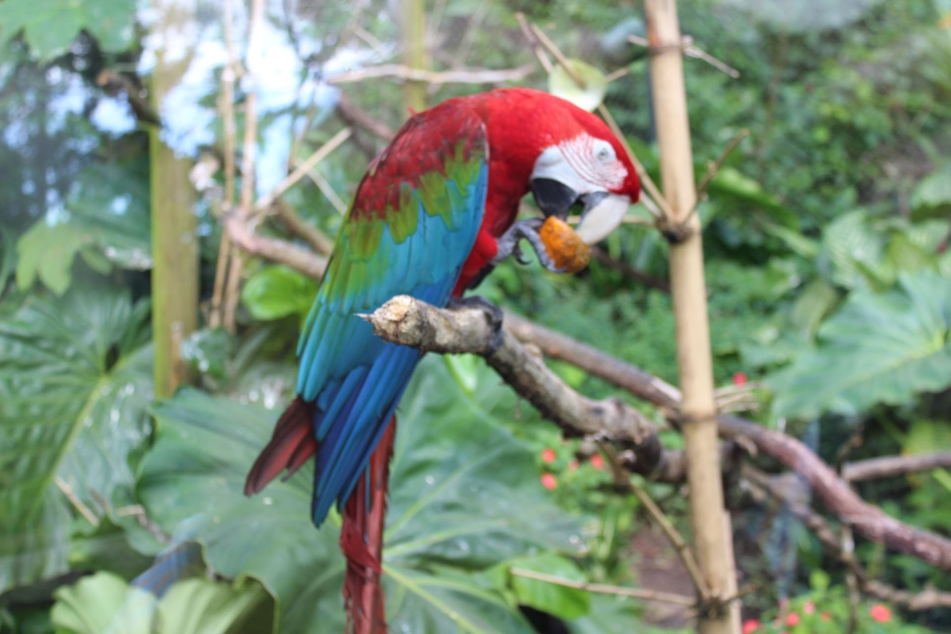 Au zoo