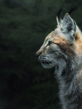 animal encounters