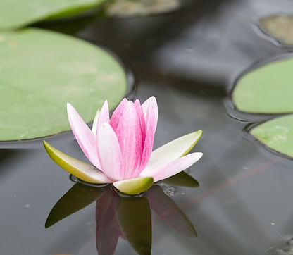 Untitled (666 × 580 px) (1).jpg