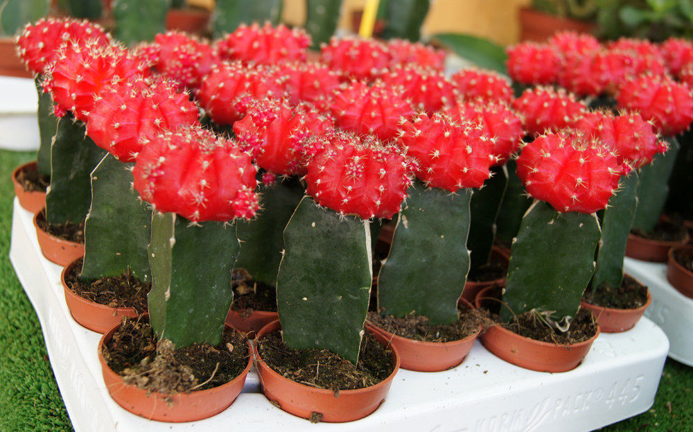 Gymnocalycium Mihanovichii Injertados Cactus Color rojos