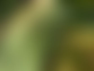 Explorando el Microbosque en Aysén: Fotografía de Naturaleza en Ecosistemas Milenarios