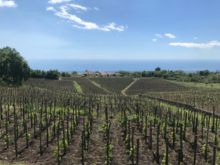 Making Etna wine with I Vigneri
