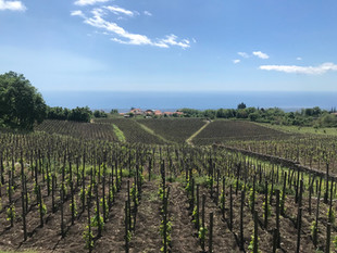 Making Etna wine with I Vigneri