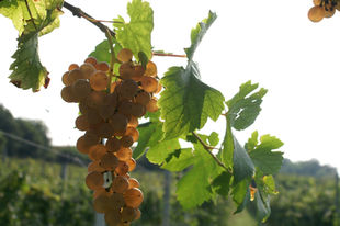 Erbaluce sparkles in the Alps