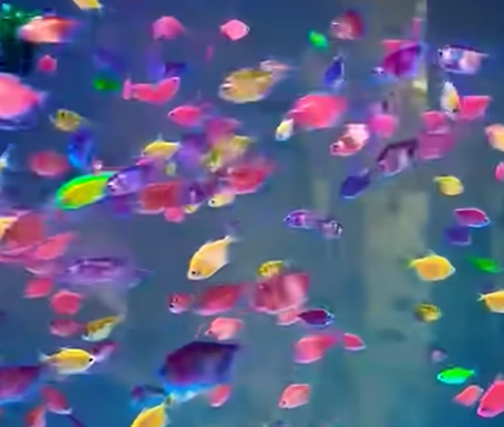 Glow Tetra Fish