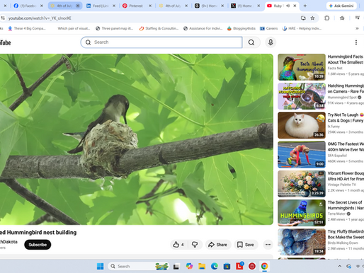 Ruby-throated Hummingbird Nest Building