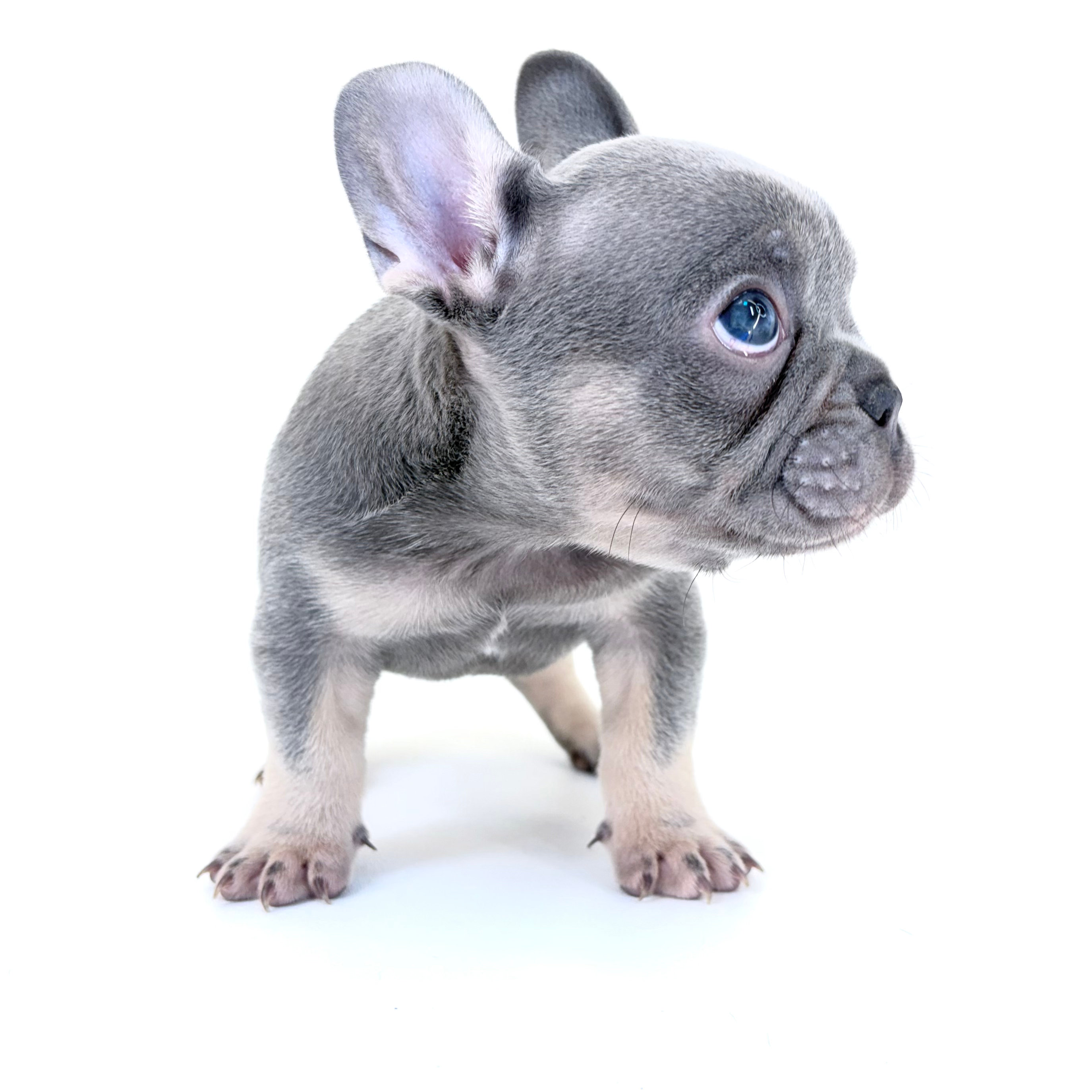 Frenchie - Male
