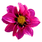 Untitled design (14).png