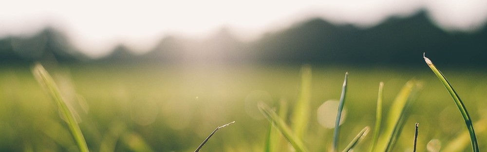 grass1000x400.jpg