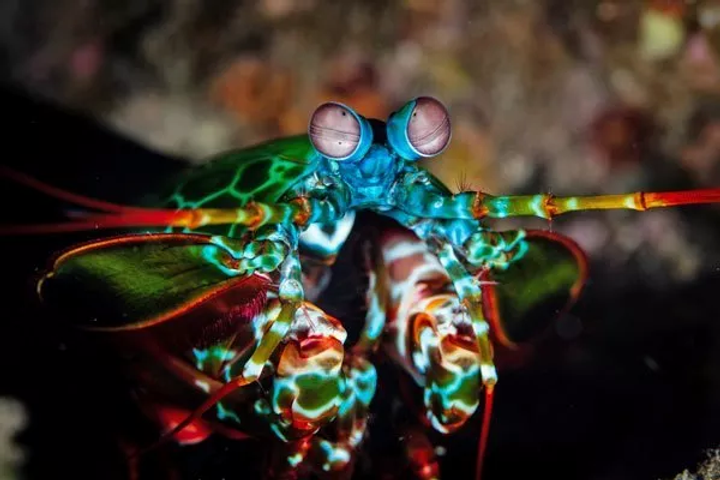 xmantis-shrimp.jpg.pagespeed.ic.6kfa4dTr