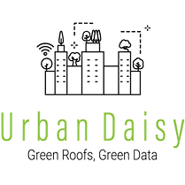 Urban Daisy