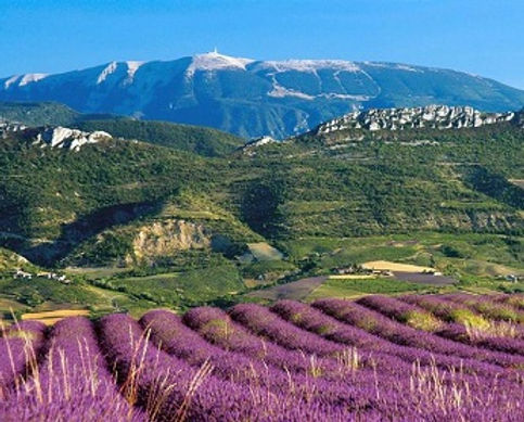 Lavendel.jpg