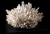 PC120379_edited_edited_edited.jpg