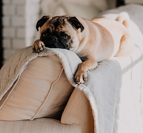 Cute Pug on Sofa