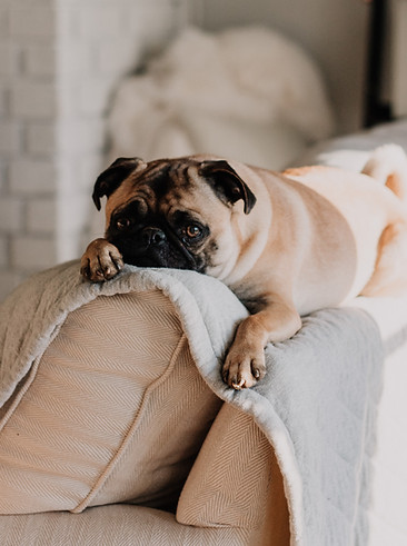 Cute Pug on Sofa