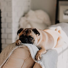 Cute Pug on Sofa