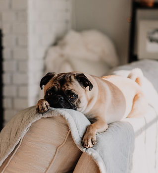 Cute Pug on Sofa