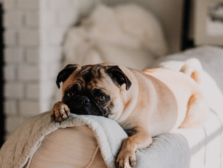Cute Pug on Sofa