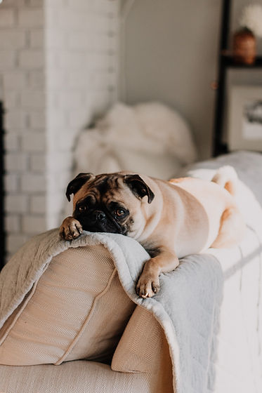 Cute Pug on Sofa
