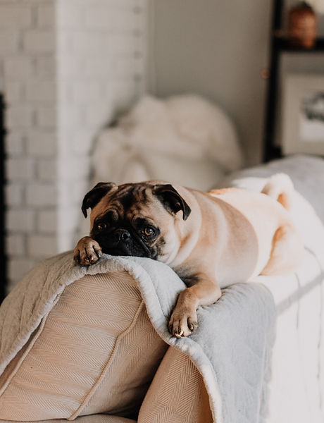 Netter Pug auf Sofa