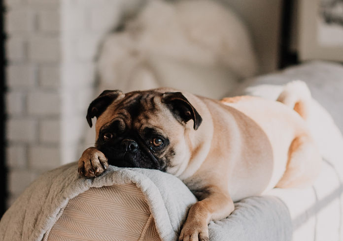 Cute Pug on Sofa