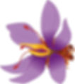 Thumbnail: Illustratie van een paarse saffraanbloem (Crocus sativus) tegen een witte achtergrond, met duidelijk zichtbare stampers en me