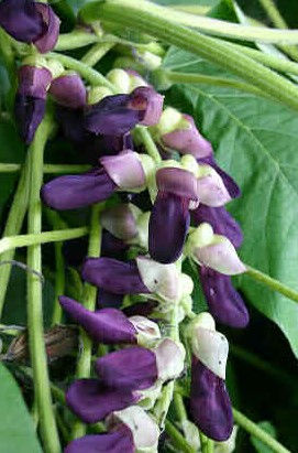Thumbnail: Mucuna Pruriens