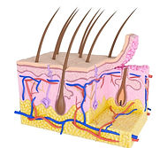 skin layers.jpg