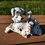 Miniature : Tirelire 101 Dalmatiens