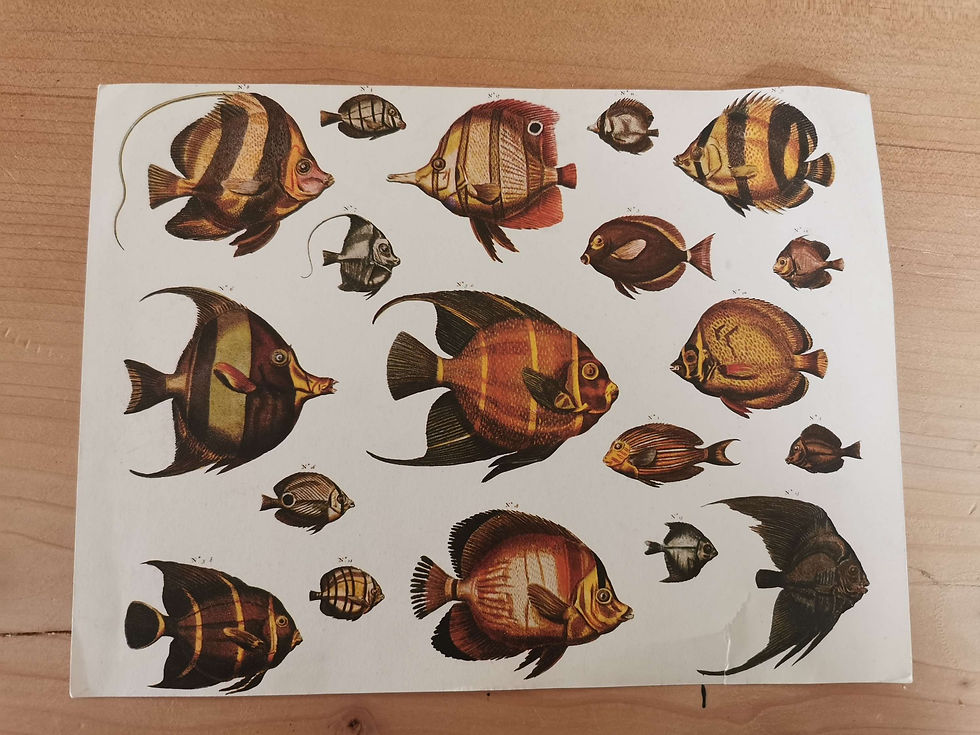 Miniature : Lot de 9 planches d animaux par les Laboratoires Roussel 