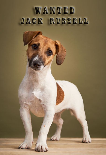 Wanted - Jack Russel