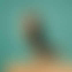 Dancing Dog in photostudio; dansende hond