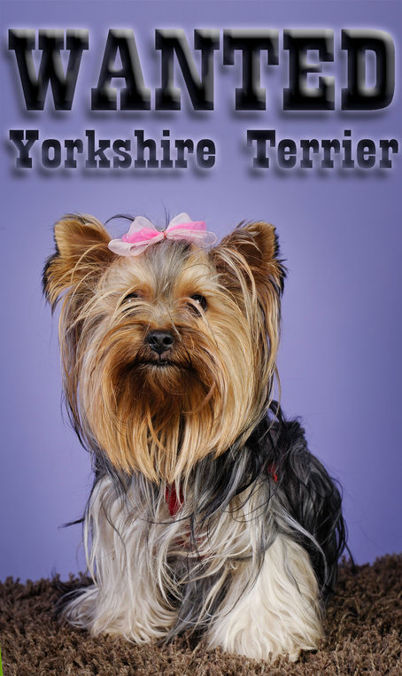 WANTED : YORKSHIRE TERRIER