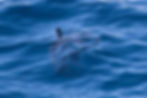 Poisson lune