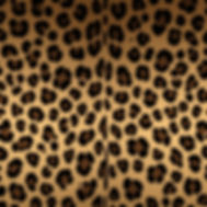 Leopard print background.jpg