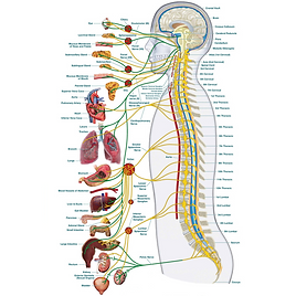autonomos nervoussystem.png