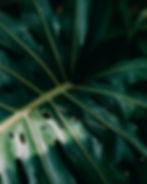 feuille tropicale