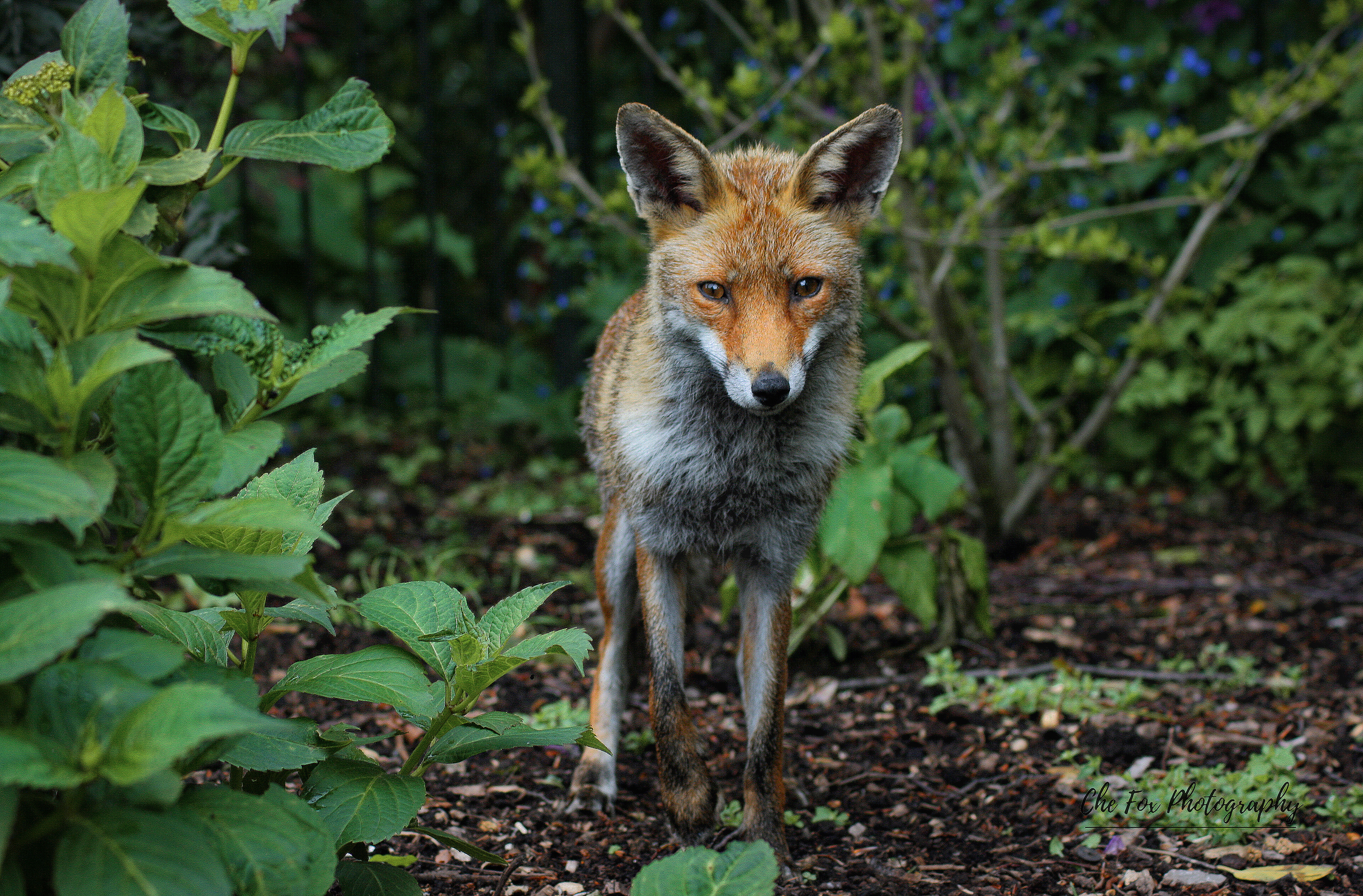 Fox in The Headlights