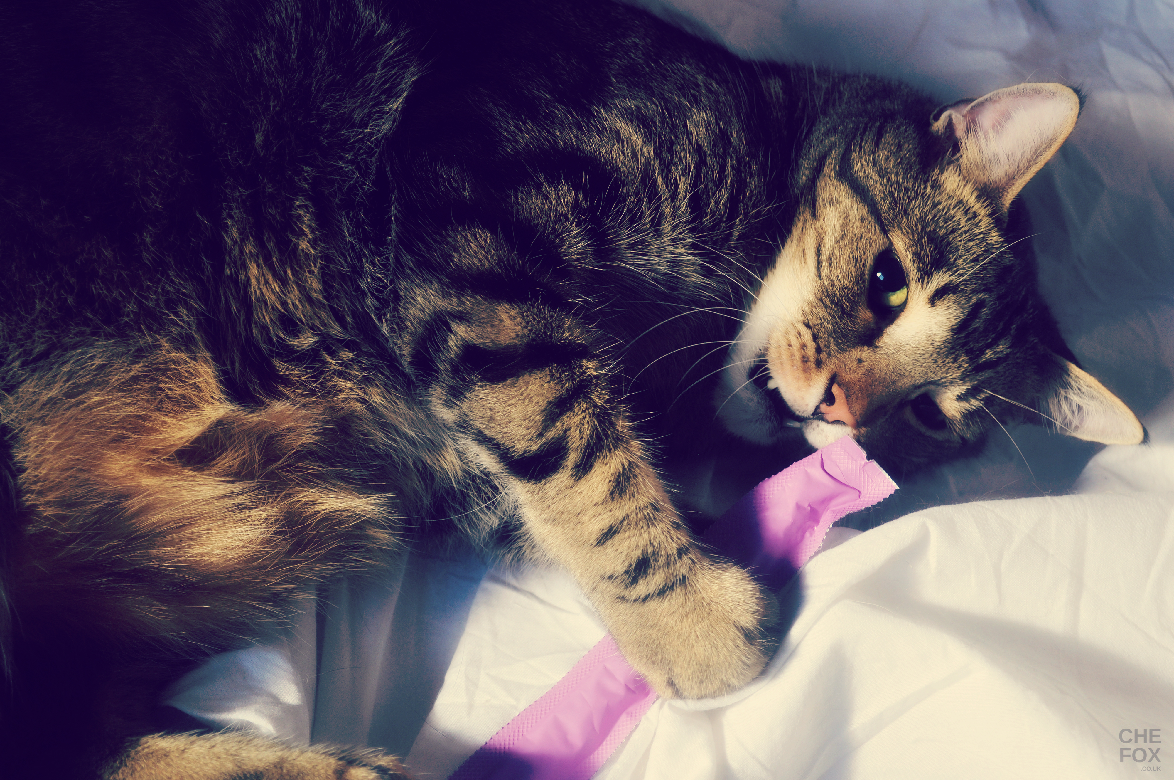 Raffy