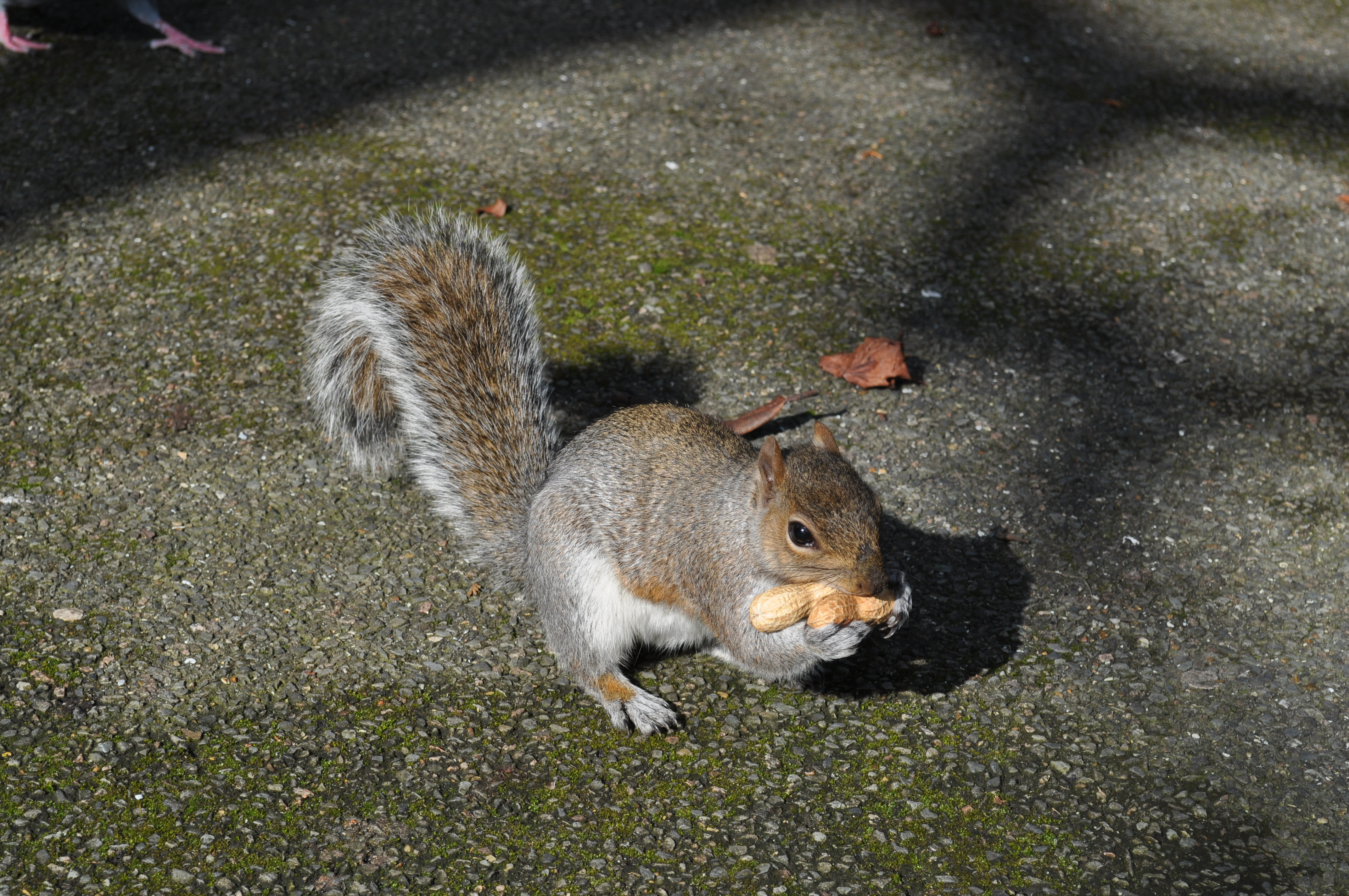 Nuts and Bushy Tails