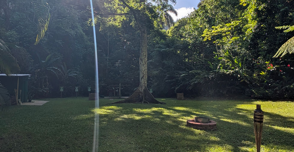 25-year-old Ceiba tree at TJ Ranch Arecibo Puerto Rico yoga nature