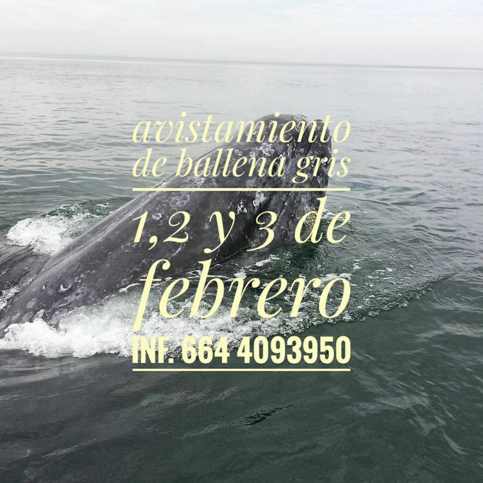 Avistamiento de ballenas