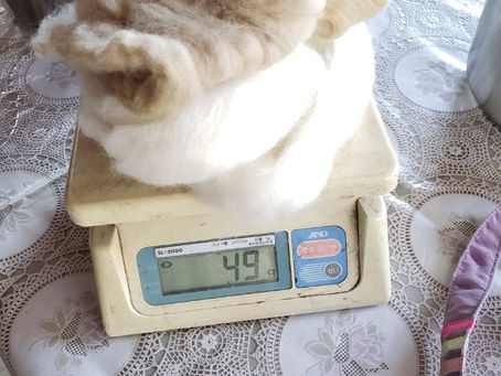 ギシギシ根っこ染め報告
