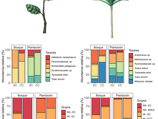 Nueva publicación del IRNAD sobre competencia entre plantas nativas, exóticas y sus ectomicorrizas