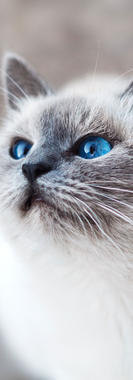 urne pour animaux, urne en porcelaine, urne pour chien, urne pour chat, urne animaux, urne haut de gamme , urne originale, urne design, urne funéraire, urne de luxe, luxe pour animaux, article de luxe pour animal