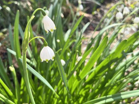 すずらんの花