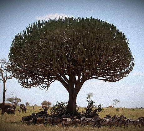 African-animals-candelabra_edited.jpg